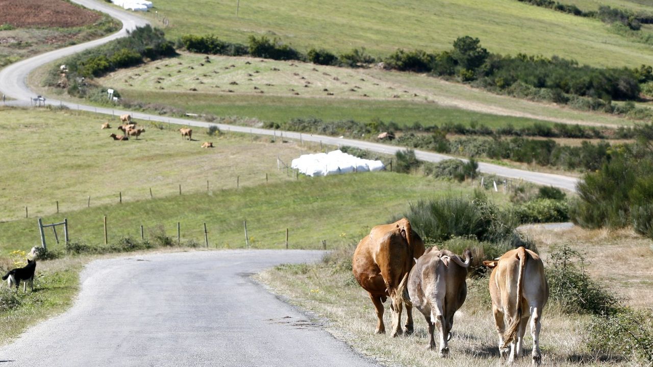 Pleno da RAG en Vigo por Xela Arias.Navia de Suarna es uno de los municipios donde se dispone ahora de ms pasto