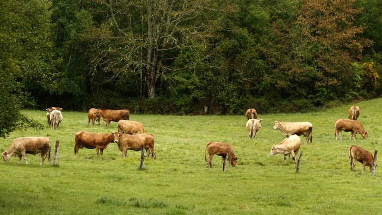 Vacas pastando en un prado de la parroquia de Ousende, en el municipio de O Saviao