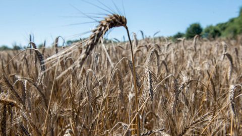 El trigo que se cultive quedará en las fincas para que lo coman los animales.