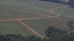 Plantación de viñedo en Boqueixón, donde se produce vino de la denominación Rías Baixas
