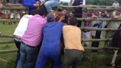 Rapa das bestas en el curro de Candaoso, en Boimente (Viveiro)