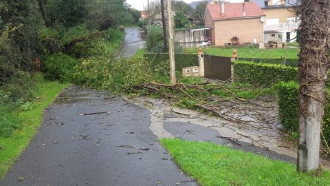 El temporal ha dejado en Galicia un reguero de árboles caídos
