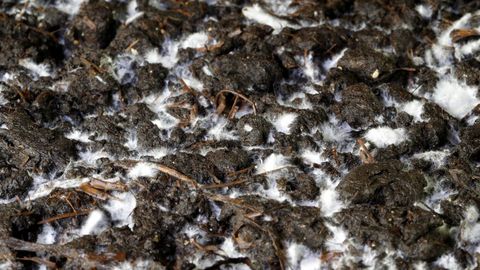 Un estudio muestra que los suelos cultivados donde usaron abonos de origen animal presentan más bacterias sobre las que no hacen efecto los antibióticos