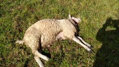 Una oveja muerta en Cedeira, en una zona muy prxima a la villa