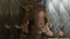 Los tres terneros nacieron prematuros el 31 de marzo, en Ariz