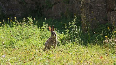 La poblacin de conejos en los montes de la provincia de Pontevedra ha descendido mucho en los ltimos aos