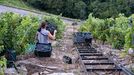 Solo entre el viernes y el domingo entraron en las bodegas de Ribeira Sacra casi un millón de kilos de uva