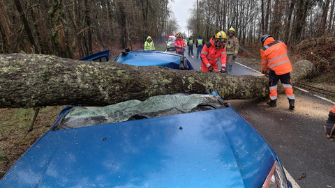 El �rbol lleg� pr�cticamente a partir en dos el coche