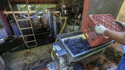 Vendimia en una bodega de Chantada en septiembre del 2019, la última campaña previa a la pandemia