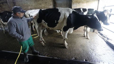 Eliseo Cebreiro Paz en su granja de Bardaos, con algunas de las vacas infectadas, con evidente prdida de peso