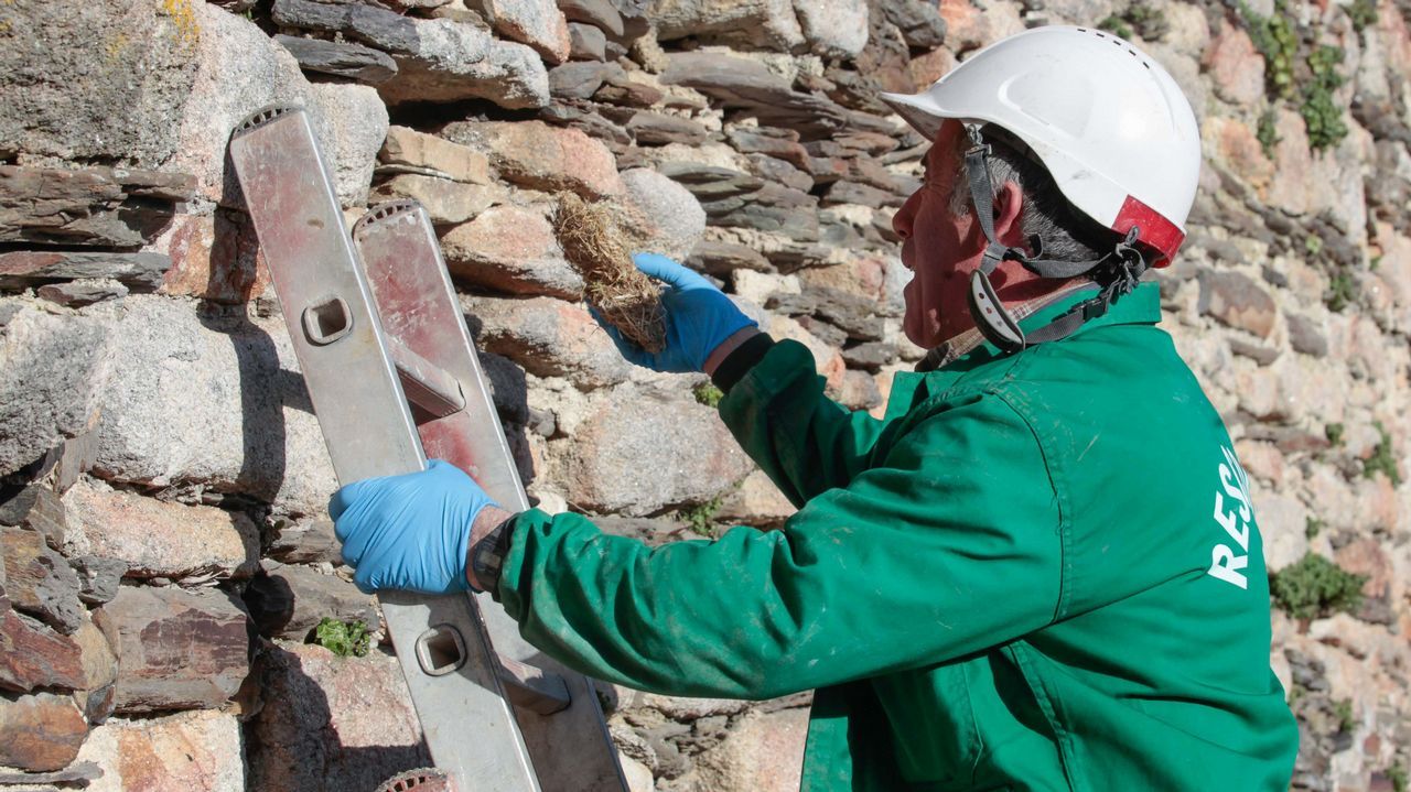 Hombres pjaro ponen nidos a los vencejos en la Muralla de Lugo