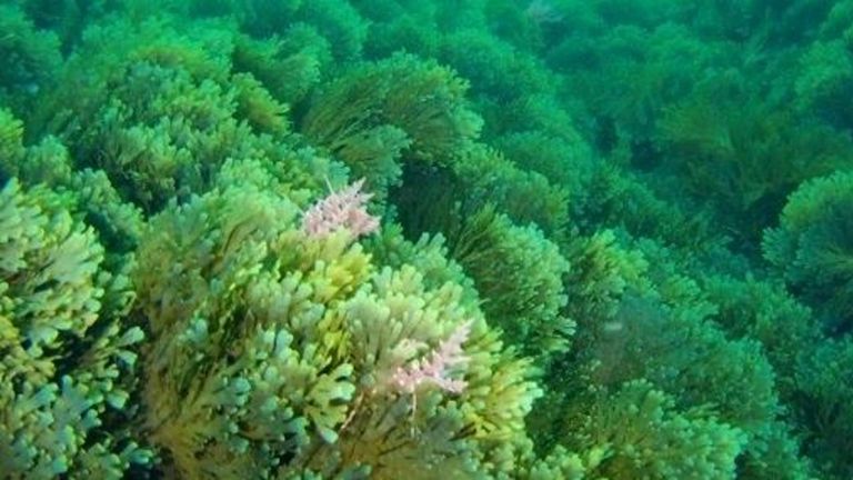 O Grove y Cambados alertan del avance hacia el interior de Arousa del alga asiática, la «velutina del mar»