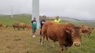 Ganaderos y personal de Enel conversan junto al ganado que pasta entre los aerogeneradores del Parque de San Andrs. 