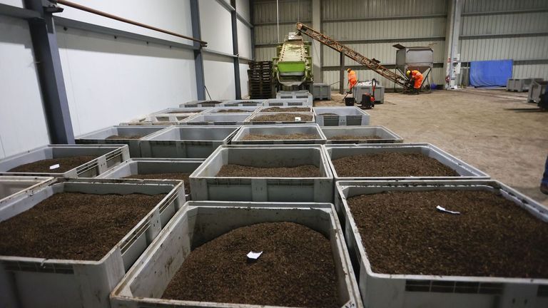 Derivados de mosca para piensos de acuicultura, el nuevo reto de Bioflytech en Palas de Rei