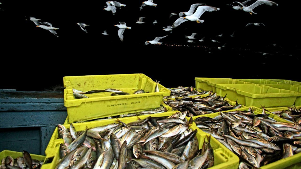 Los alumnos salen por la maana al mar a recoger muestras de fauna y flora que luego analizan en el laboratorio