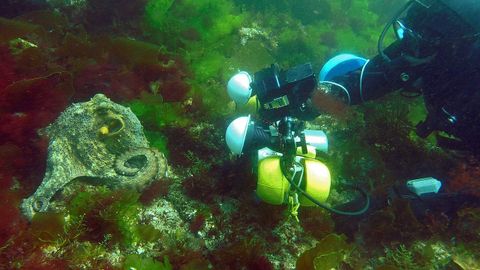 Fotos proporcionadas por Octolarvae este 10 de agosto sobre la liberación de pulpos en el parque natural de las islas Cíes, parte del proyecto Ecosuma