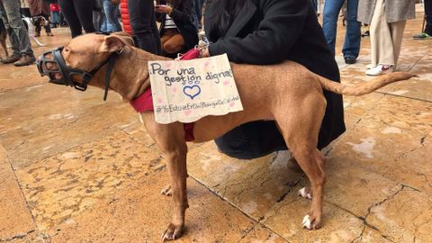 Un perro con un cartel que reclama una gestión digna del albergue