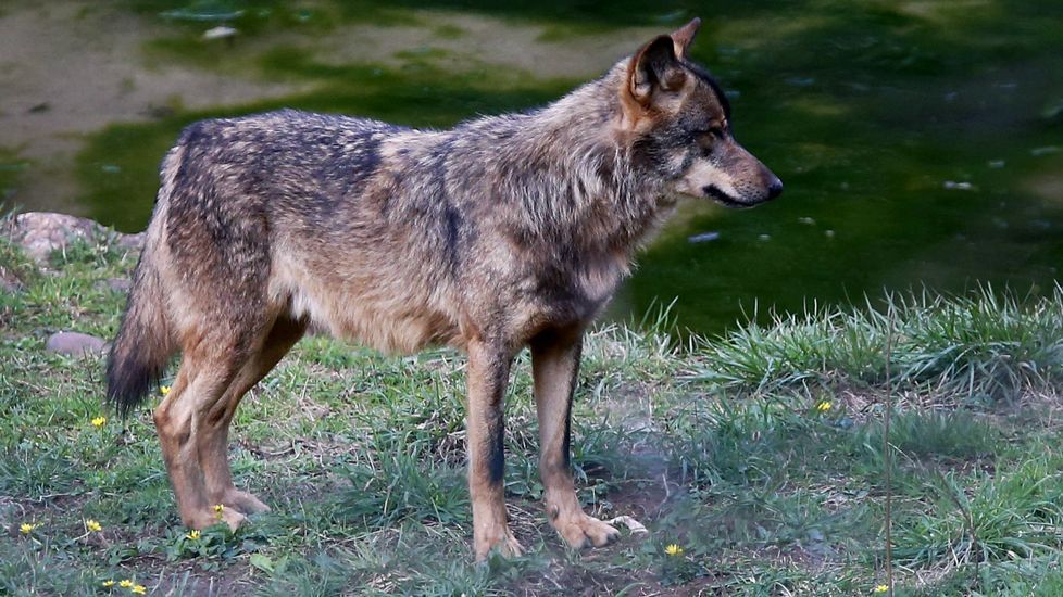Un lobo en el cercado de Belmonte