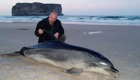 Luis Laria, ante un cetceo varado, animales que el Cepesma rescata o analiza en el caso de muerte
