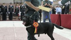 Budy, un perro antidroga de la Guardia Civil fue condecorado en A Coruña.