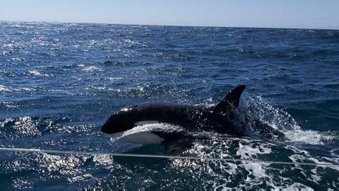 Orcas avistadas en la ría de Arousa, en una imagen de archivo