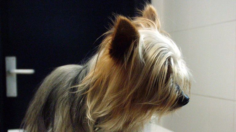 Perro yorkshire (imagen de archivo)