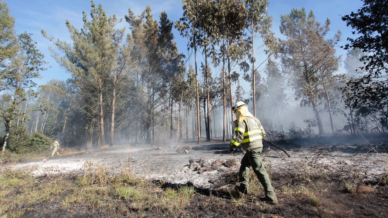 Lugo es la provincia con ms superficie forestal ocupada