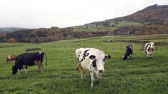 El precio de la leche en Galicia sigue por debajo del que se paga en el resto de Espaa.