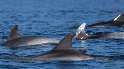 Por su aleta blanca, Íxaro no pasa desapercibido para los humanos cuando nada con otros delfines