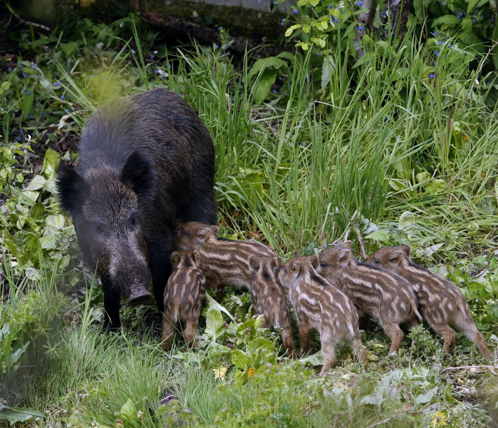 Intensa actividad protocolaria en poco m�s de tres meses.Estampas ins�litas. En la foto de la izquierda la jabalina amamanta a sus cr�as en la finca del Ponte da Virxe de la que tuvieron que ser liberadas con ayuda de los vecinos. A la derecha, el talud que no daban superado los jabatillos para poder seguir a la madre. 