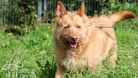 Ma��s,�un perro en adopci�n del albergue de Ser�n