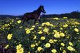 El caballo de raza gallega aún se conserva en distintas comarcas de Galicia