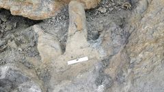 Una de las huellas de dinosaurio recuperadas en Lastres
