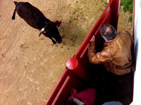 Lo sarrianos probaron la casta de las reses en Salamanca.