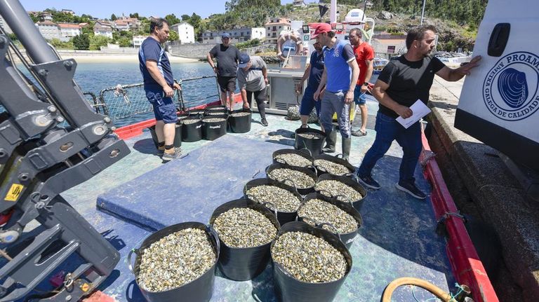Siembra de 1,7 millones de almejas para regenerar los bancos de la ría de Pontevedra