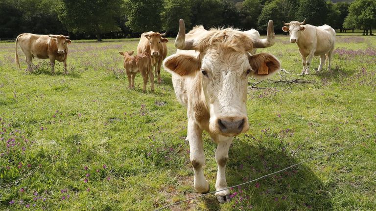 El precio del vacuno, suma y sigue, y anticipa un nuevo repunte para Navidad
