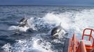 Imagen de archivo de un grupo de orcas