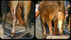 Im�genes de heridas en bueyes de arrastre que forman parte del informe de los veterinarios contra la abolici�n del maltrato animal 
