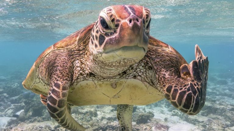 La fauna más salvaje también deja momentos histriónicos