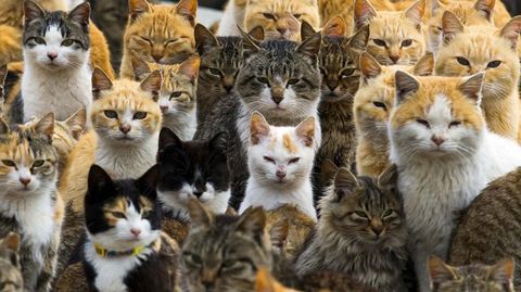 La isla de Aoshima, al sur de Japn, est dominada por un enorme nmero de gatos que superan con creces al de humanos.