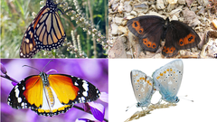 El proyecto Pysche ha elaborado 1.000 genomas de referencia de especies de mariposa. Entre ellas, de izquierda a derecha y de arriba abajo, la �Danaus plexippus�, �Erebia palarica�, �Danaus chrysippus� y �Polyommatus dorylas�.