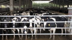 Vacas en una explotacin de ganado vacuno.