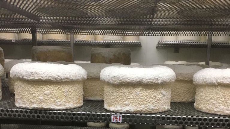 Quesos en proceso de maduración, antes de salir al mercado.