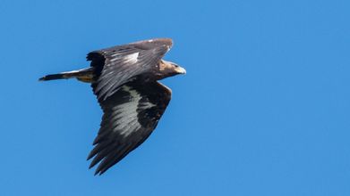 La presencia del águila real se ha confirmado en Quiroga. En la imagen, un ejemplar de esta especie avistado en Muxía