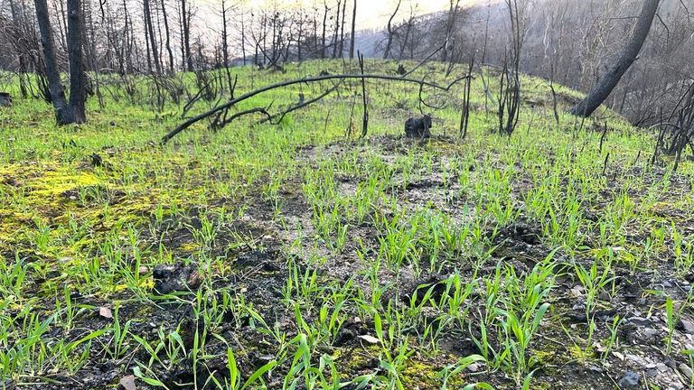 Una lluvia de 120 millones de semillas sembradas con drones frena la erosión en Valdeorras