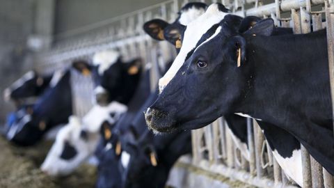 Imagen de una granja dedicada a la produccin lctea, las que concentran en Galicia buena parte de los pagos de la PAC 