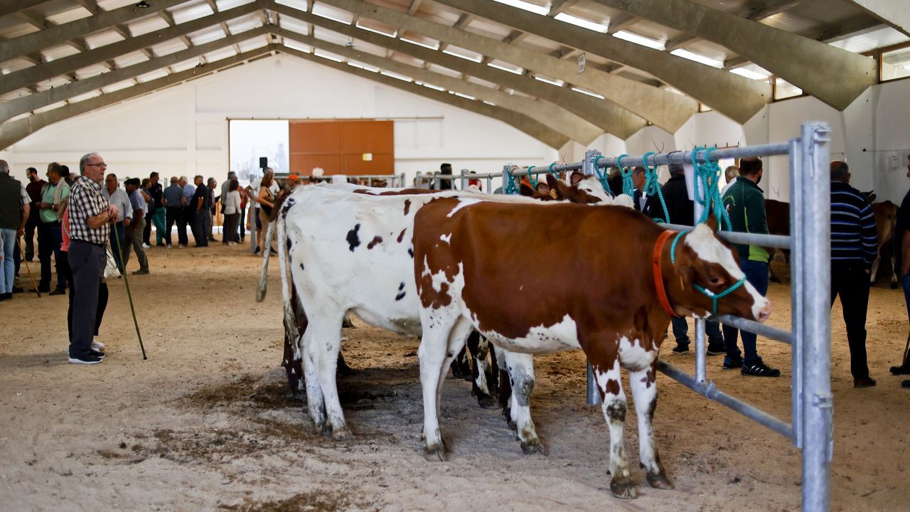 A 35 edici�n do�Certame-Exposici�n de Gando Vac�n en Pedrafita do Cebreiro, en imaxes.Desde Per�. Keila Le�n (primera por la izquierda) lleg� a Triacastela en el 2024. En la actualidad, sigue residiendo en el municipio junto a su familia, que viaj� a Galicia en los meses posteriores. En la imagen, posan en la parada de autob�s que supone su �nico medio de transporte.