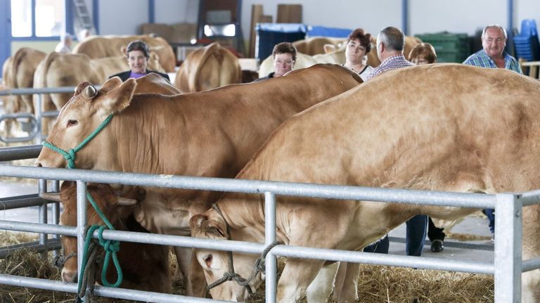 La vaca rubia gallega no solo está presente en muchas explotaciones de Lugo sino también en ferias y en subastas