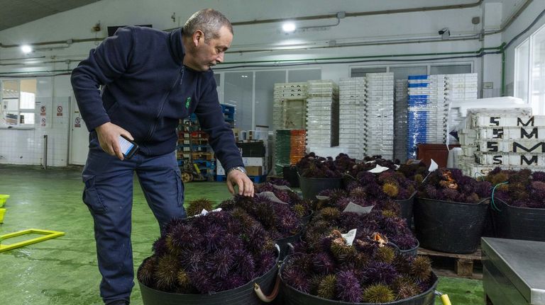 La campaña del erizo a flote arrancó en seis cofradías de la Costa da Morte con un precio de diez euros el kilo