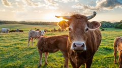 Imagen de archivo de ganado, vacas